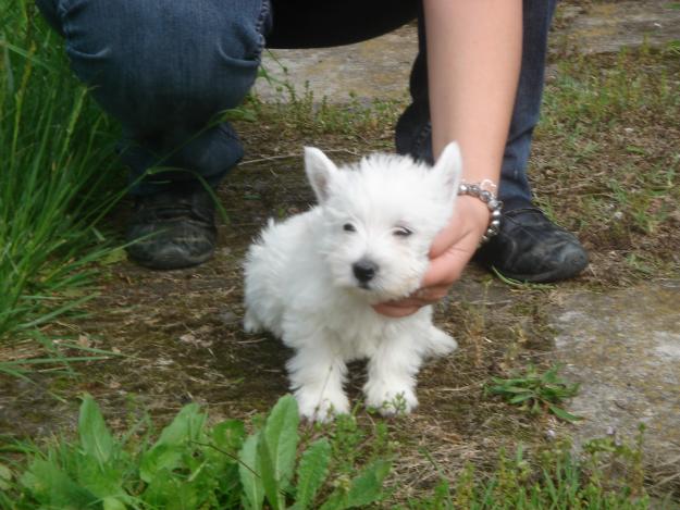 CACHORROS DE WESTY