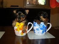 CACHORROS DE YORKSHIRE TERRIER TOY