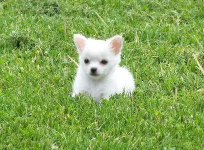 Chihuahua adorable cachorro listo para ir.