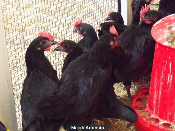 gallinas castellanas de 5 meses a 15€