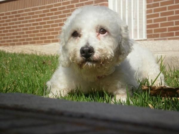 REGALO PERRO TAMAÑO PEQUEÑO