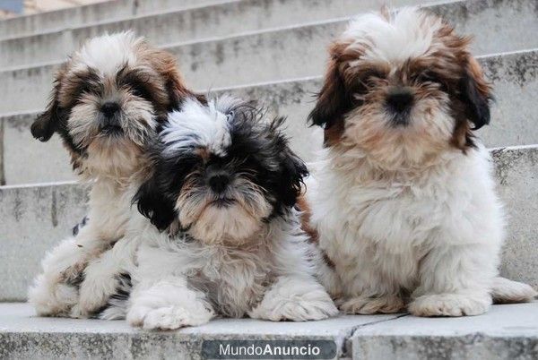 Shih-Tzu, precios muy económicos