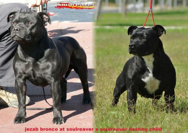 staffordshire bullterrier JUDAEL