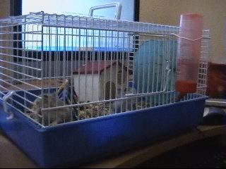 vendo 3 hamster rusos