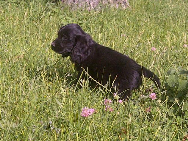 Vendo  cachorros  de Cocker Ingles Negros