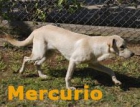 Cachorron labrador en adopcion!! esta muy triste en las jaulas!! - mejor precio | unprecio.es