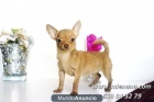 CHIHUAHUAS MINI DE CALIDAD EN VENTA, GARANTIA MIENANO.COM - mejor precio | unprecio.es