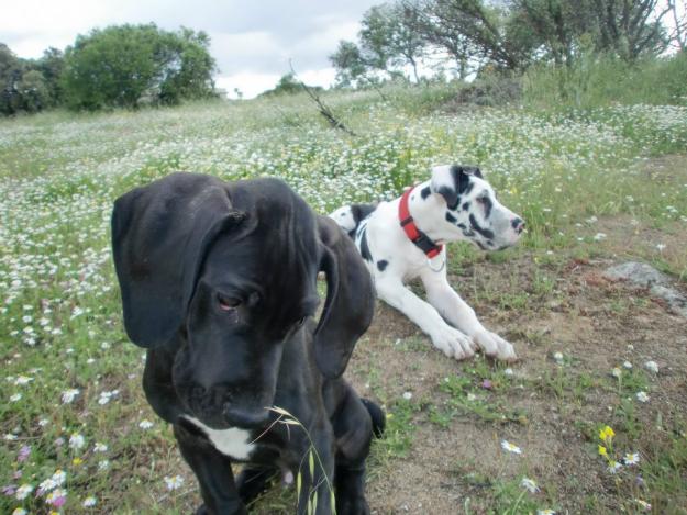 Gran Danes (Dogo Aleman