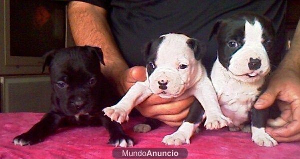 precioso cachorro amstaff