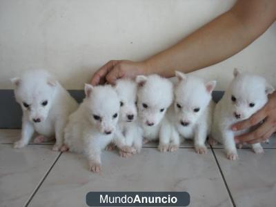 Regalo   KC cachorros de pastor alemán blanco