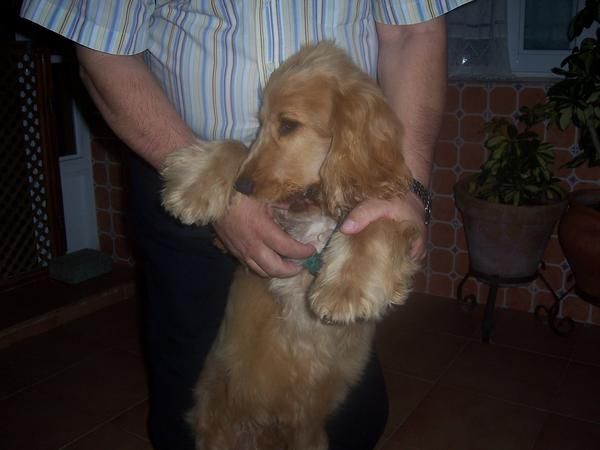 vendo cocker spaniel dorado de seis meses y con pedrigri muy barato 150 euros