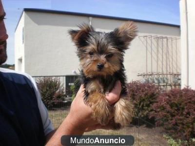 Yorkshire terrier cachorro disponible