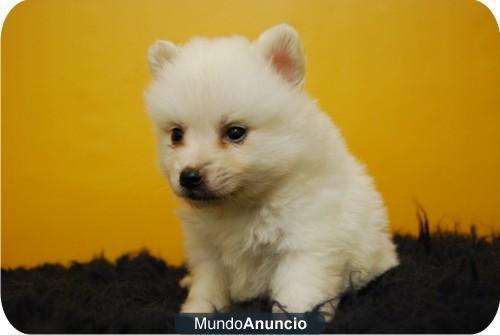 CACHORRITOS POMERANIA MACHOS Y HEMBRAS DE DOS MESES