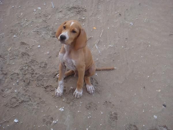 CACHORRO DE POINTER