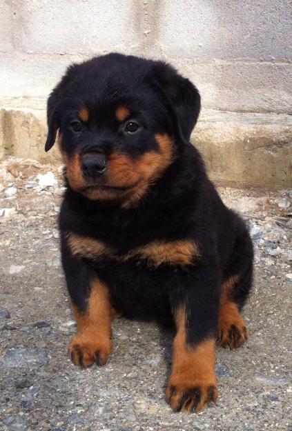 Cachorro rottweiler