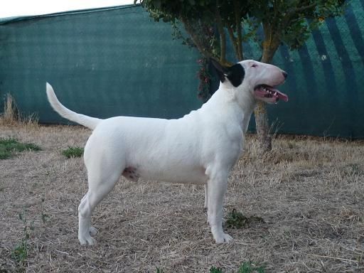 cachorros bull terrier.criador especializado