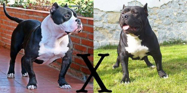 CAMADA DE AMERICAN BULLY 100% GOTTYLINE