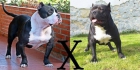 CAMADA DE AMERICAN BULLY 100% GOTTYLINE - mejor precio | unprecio.es