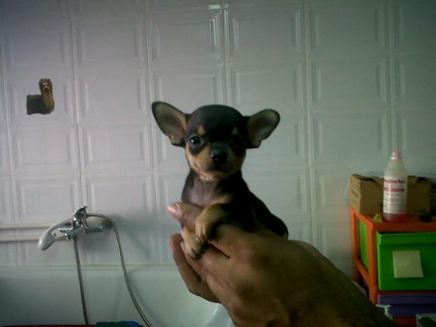 Chihuahua negrito fuego