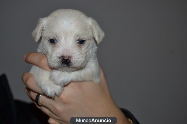 COMPRA ULTIMA CACHORRITA PARA NAVIDAD