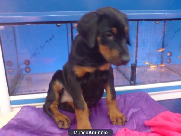 DOBERMAN - CACHORROS -  GARANTÍA AQUANATURA  - TIENDA EN BARCELONA – VENTA - CRIADERO Somos criadores y disponemos de un