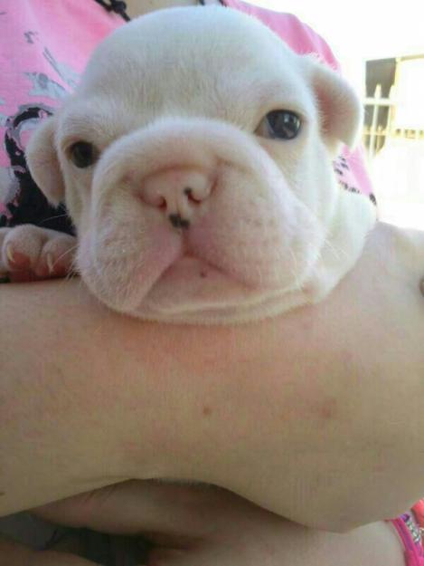 hembras de bulldog frances