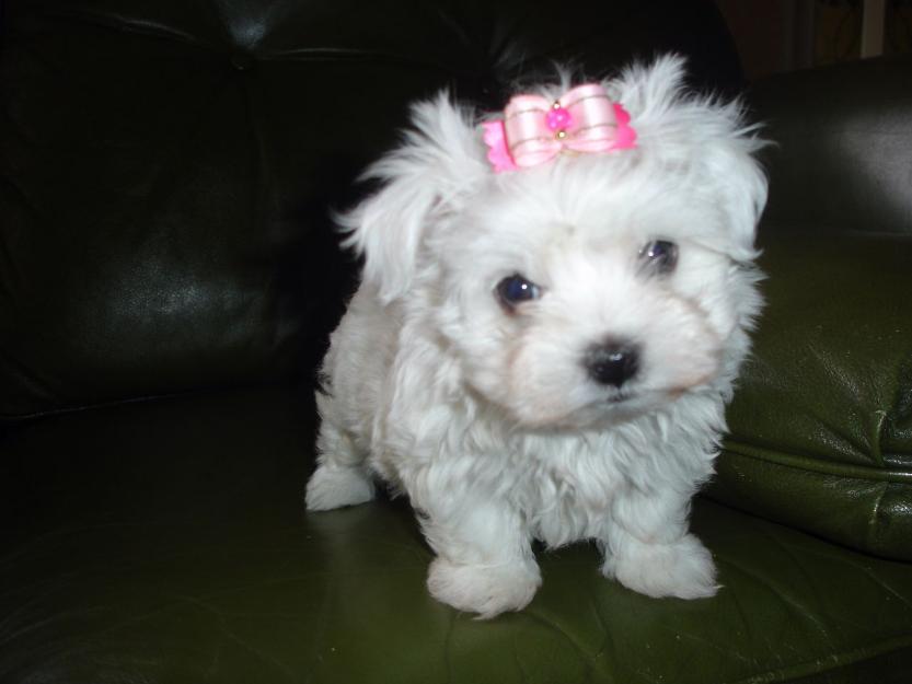 Impresionante macho y hembra de la taza de   té miniatura bichon cachorros maltés