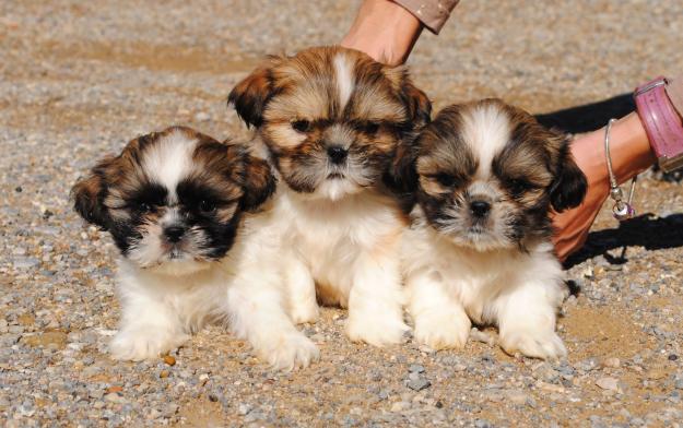 Shih tzu cachorros en venta