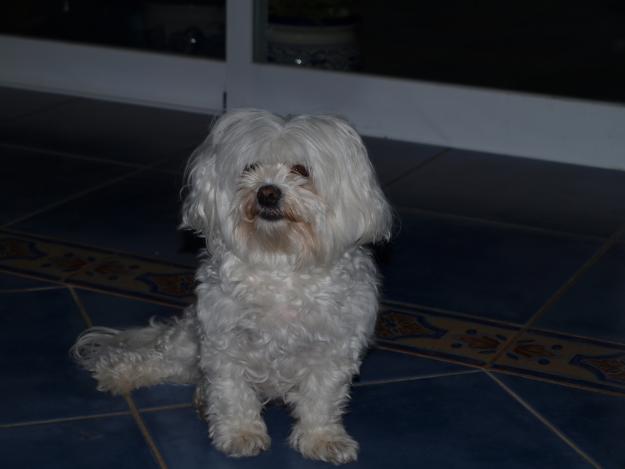 BICHON MALTES BUSCA NOVIO BENIDORM ALTEA