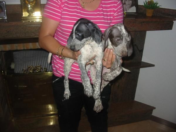 Bracos alemanes,cachorros,150 Eur.