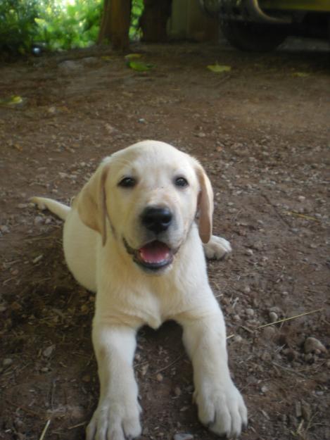 cachorra labrador criadero en barcelona se entregan con 3 vacunas