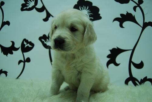 CACHORROS DE GOLDEN RETRIEVER