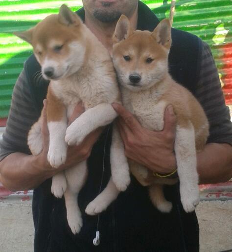 cachorros de shiba inu