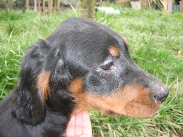 Cachorros Setter Gordon