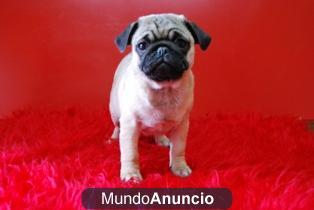 DISPONEMOS DE MACHOS Y HEMBRAS CARLINO PUG EXCELENTE CALIDAD