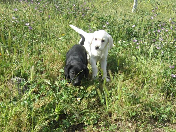 Labradoras preciosas cachorras negras y doradas