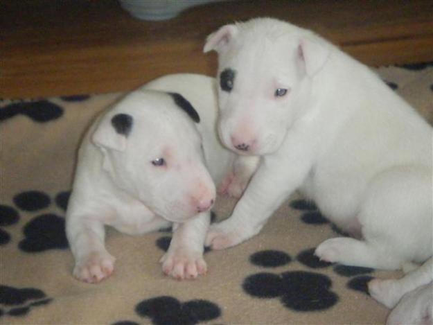 Lindos Cachorros de Bull terrier