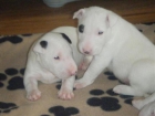 Lindos Cachorros de Bull terrier - mejor precio | unprecio.es