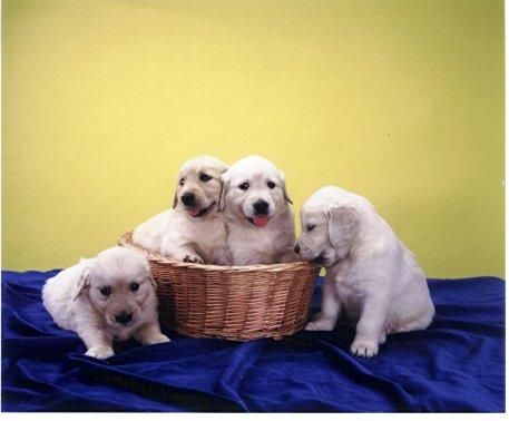 Oferta especial camada de Golden retriever