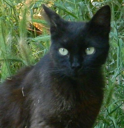 Paraca, un gato con ojos verdes confiado y juguetón en adopción