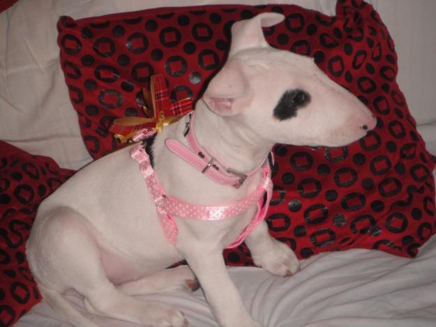 vendo preciosa bull terrier