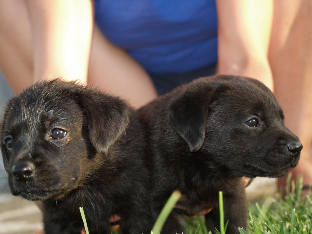 venta PRECIOSOS CHORROS LABRADOR