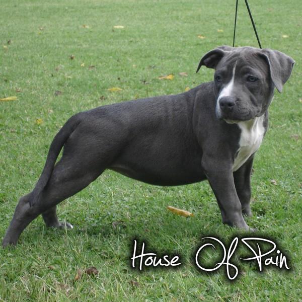 American Bully Kennel :: House Of Pain Kennel