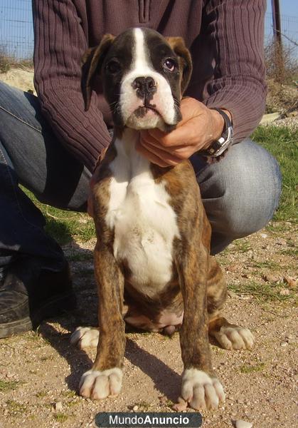 boxer cachorros dorados y atigradados