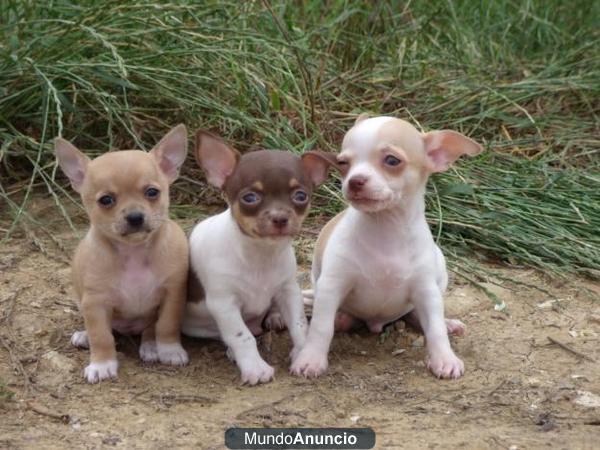 Cachorros Chihuahua