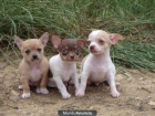 Cachorros Chihuahua - mejor precio | unprecio.es