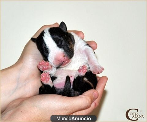 CAMADA BULL TERRIER MINIATURA DE COSTA CABANA BULL