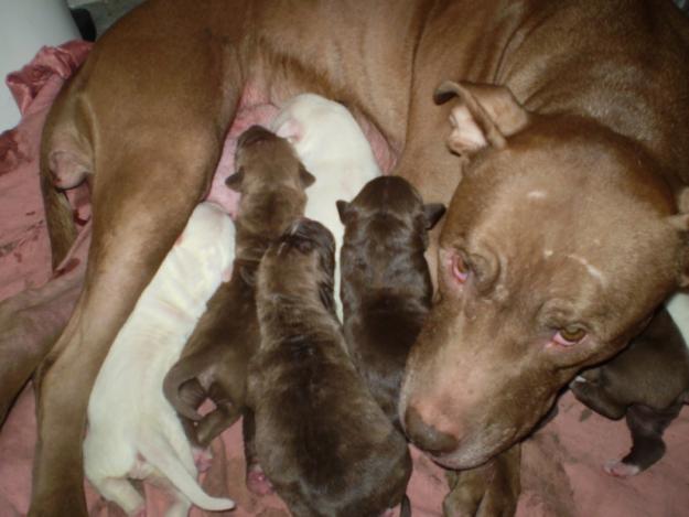 camada de pitbull red naus