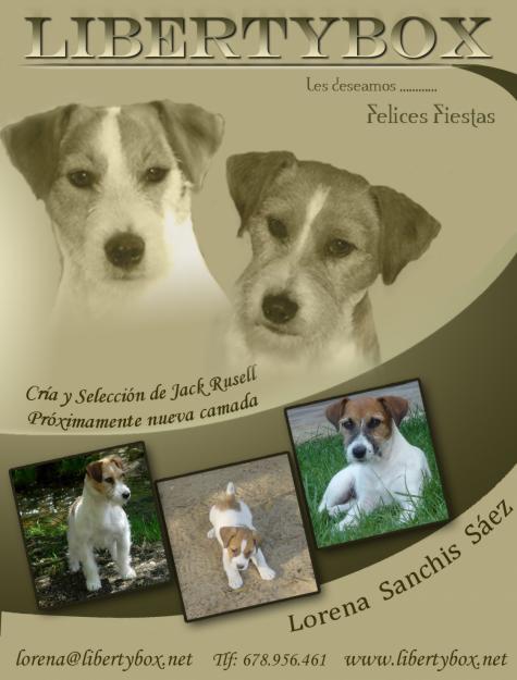 JACK RUSSELL DE LIBETYBOX