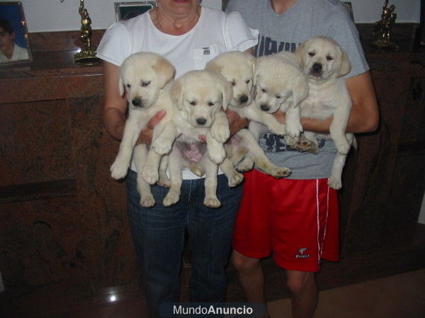 Labradores retriever,dorados y negros,pedigree.